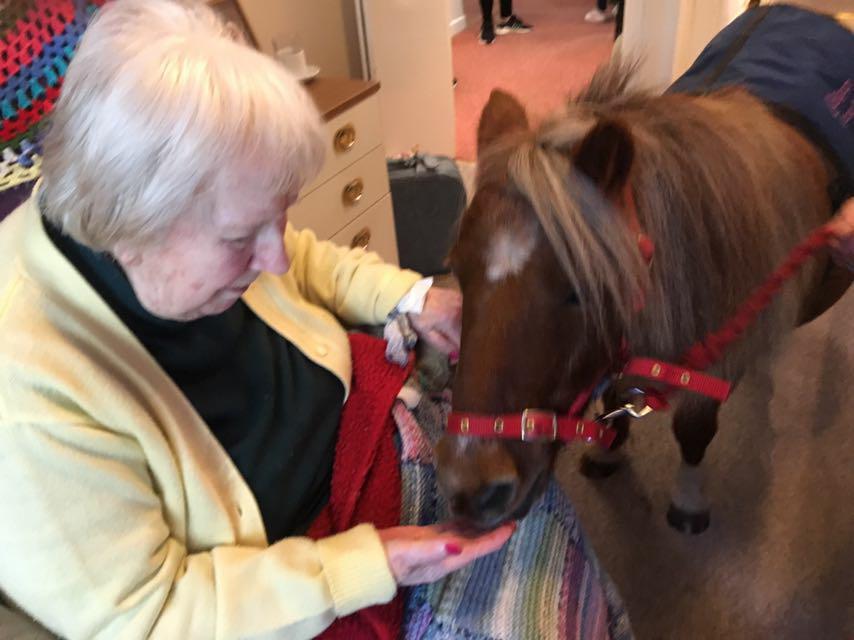 miniature ponies visit Fairfield