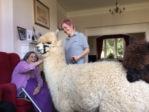 Residents enjoyed the alpacas visit