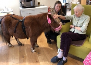 Fairfield resident stokes a visiting Shetland pony